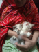 Persian Cat kitten